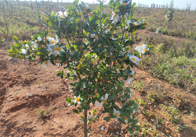 湖南省衡南县云集街道普贤村的山坡上,洁白的油茶花在枝头盈盈绽放